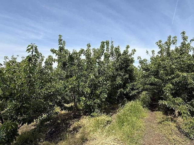 KEMALPAŞA BAĞYURDUNDA TEK TAPU 7.230 M2 SATILIK BAĞ