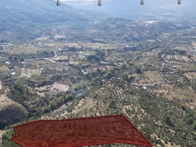 KEMALPAŞA DA ALTIN KONUMDA SATILIK ZEYTİNLİK
