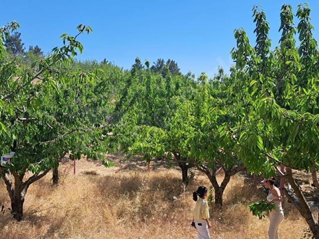 KEMALPAŞA DAMLACIK KÖYÜNDE AİLE İLE KAFA DİNLEMELİK YER
