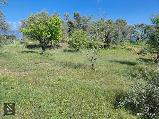 Kemalpaşa Dereköy'de Satılık 4850 m2 Bahçe