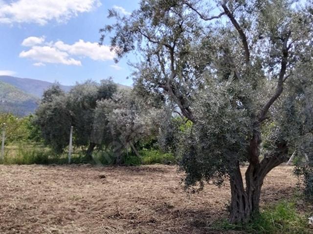 Kemalpaşa Ören'de satılık 468 M2 Bahçe