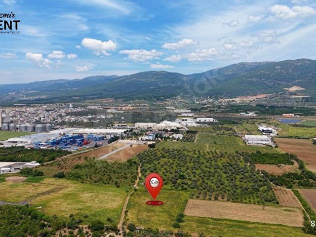 Kemalpaşa Mehmet Akif Ersoy Satılık 7.443m2 Bahçe