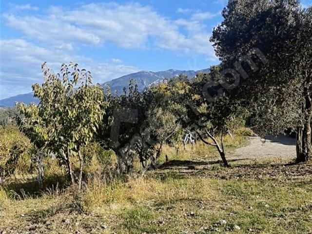 Kemalpaşa Nazarköy'de Satılık Zeytinlik Su Ve Elektrik Mevcut