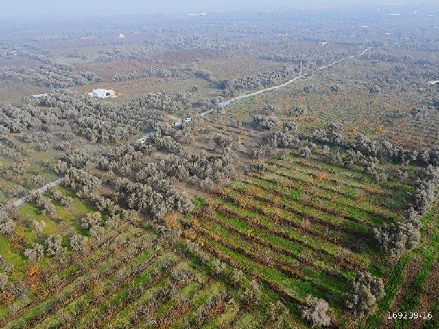 Kemalpaşa Sarılar'da 6.745 m2 Bakımlı Zeytin ve Kiraz Bahçesi