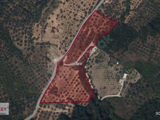 Kemalpaşa Yukarıkızılca da 14.691 m2 Satılık verimli Zeytinlik