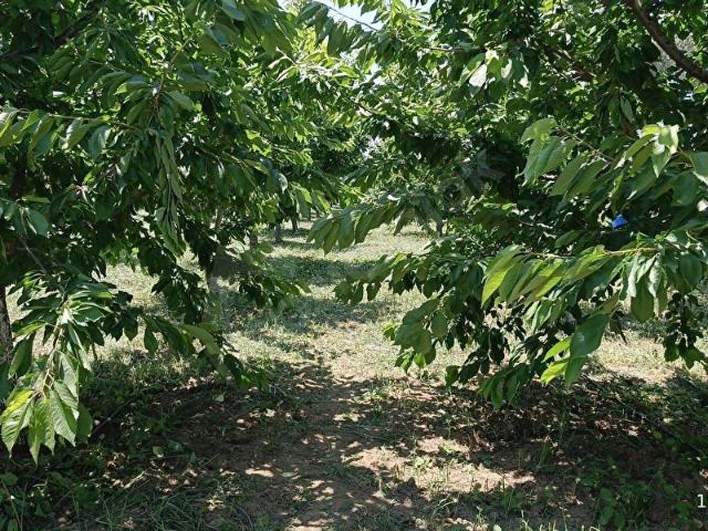 Kemalpaşa Yukarı Kızılca Satılık 2576 M2 Bahçe