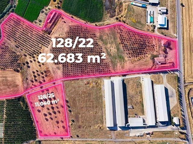Kemalpaşa'da 73723 m arsa üzerinde hayvan damı ve zeytin bağı