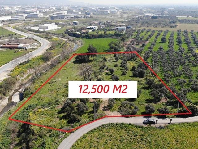 Kemalpaşa'da satılık 12,5 Dönüm bağ