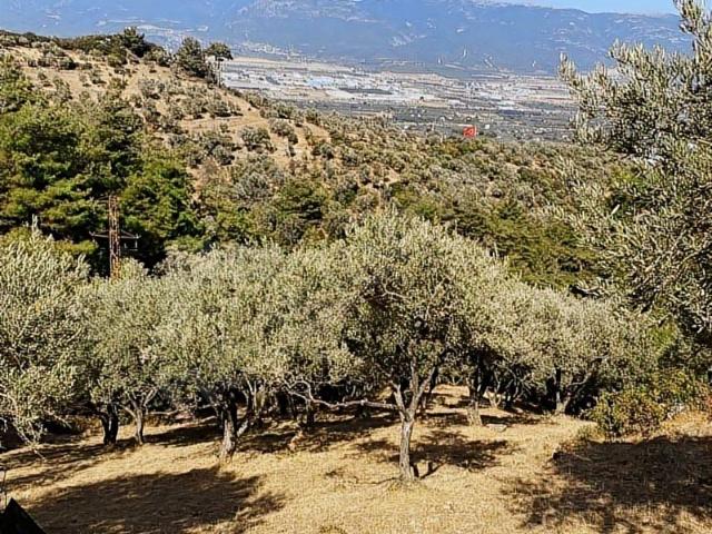 Kemalpaşanın eşsiz doğasında, zeytin ağaçlarının arasında Arazi