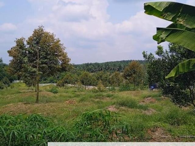 Kebun Durian Lengkap Dengan Infra @ Segamat Johor