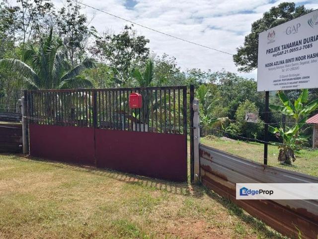 KEBUN DURIAN SEGAMAT, JOHOR
