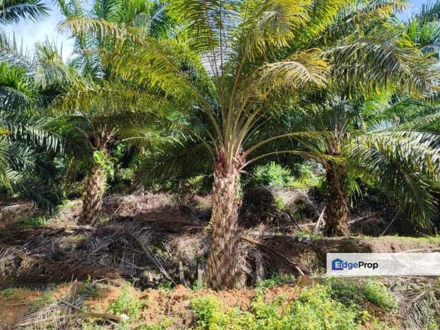 Kelantan Kuala Krai Kuala Pahi FREEHOLD 200 acres Palm Oil Land for SALE