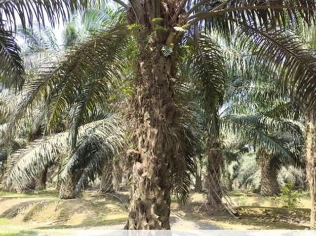 Keratong @ Rompin