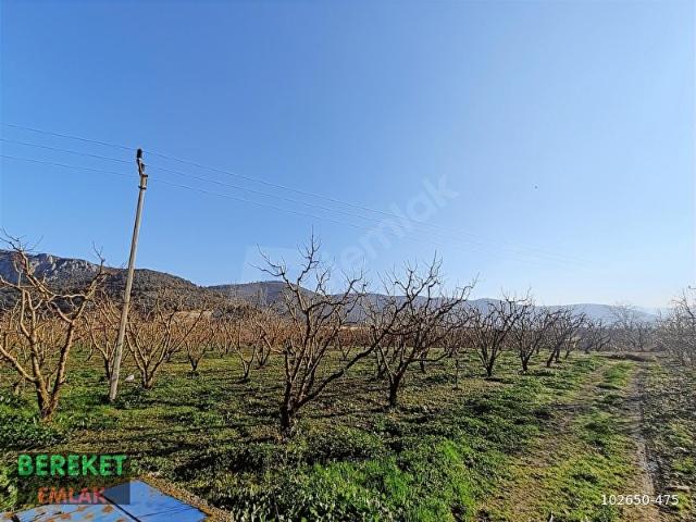 KESTEL,BARAKFAKİH NARLIDEREDE YOLA CEPHE 5833 M ŞEFTALİ BAHÇESİ