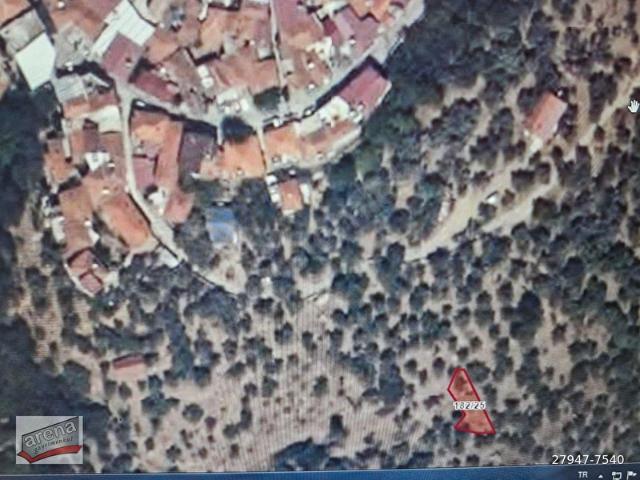KIZILOBA KÖY İÇİ MEVKİDE KÖYE SINIR MÜSTAKİL TAPULU ZEYTİNLİK
