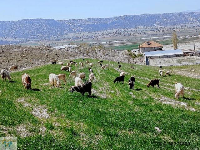 Korkuteli Sımandır Satılık Çiftlik Bölgenin En İyisi