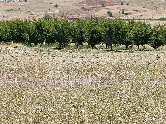 Korkuteli taşkesiğinde 4567m2 acil satılık