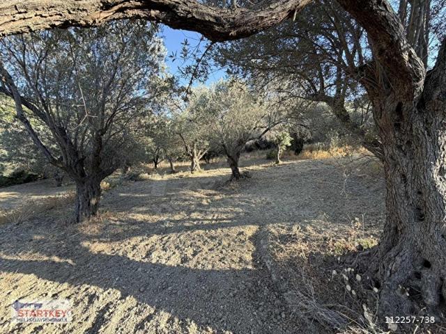 Kösedere köyünde 873 m2 zeytinlik