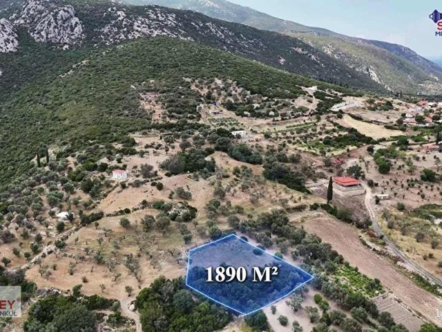 Kösedere köyüne yakın zeytinlik