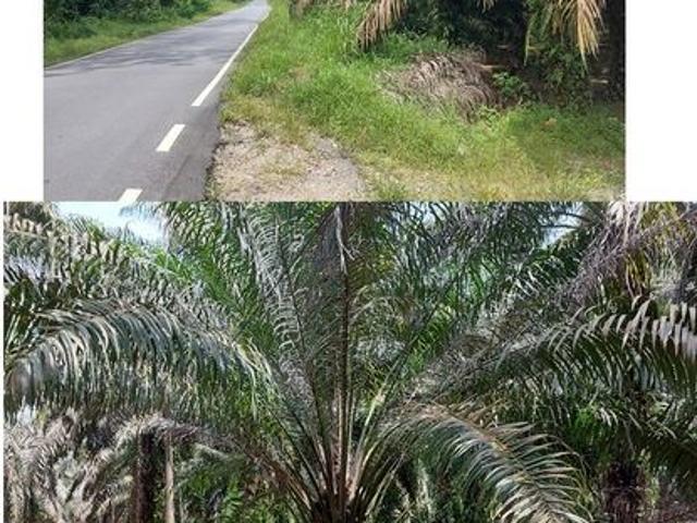 Kota Tinggi 130 Acres Land