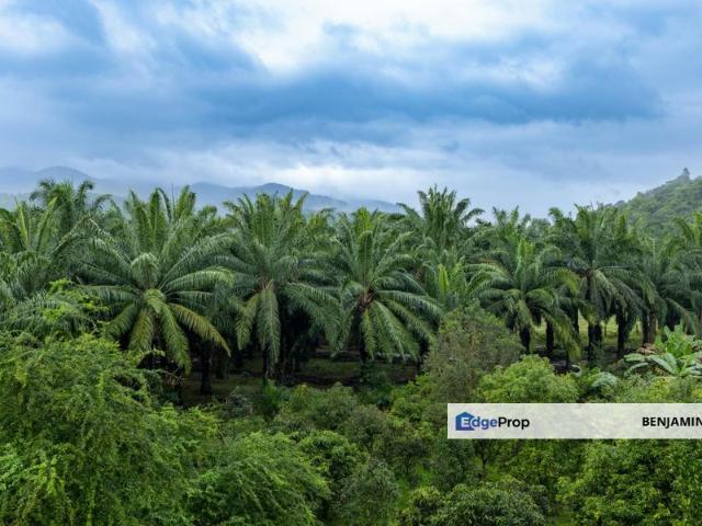 Kota Tinggi Oil Palm Agriculture Land For Sale