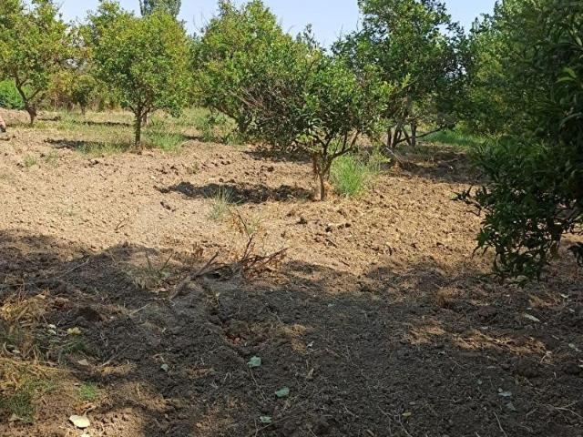 KÖYCEĞİZ KÖYCEĞİZ MAHALLESİ'NDE SATILIK TARLA