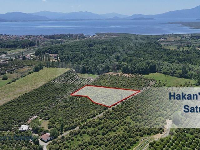 Köyceğiz Toparlarda Doğa İçinde Narenciye Bahçeli Satılık 2B Arazisi