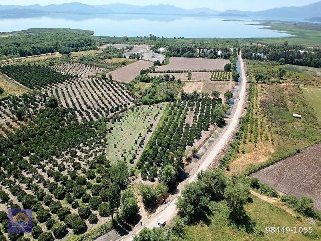 Köyceğiz de Göle Yakın Müstakil Tapulu 2 650 m2 Narenciye Bahçe Satılık veya Takas olur