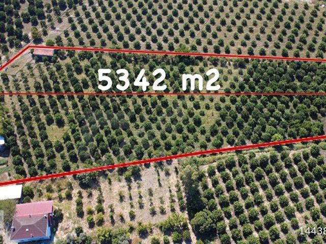 Köyceğiz Döğüşbelen Mahallesinde Satılık 5342 m2 Tarla