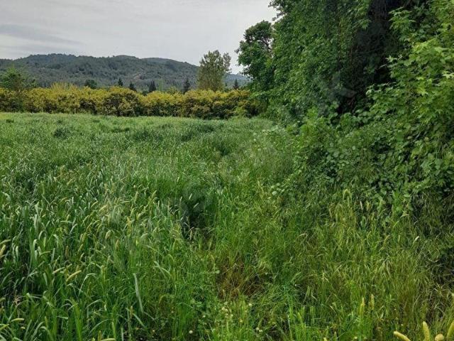 köyceğiz kavakarasında satılık 1372 m2 tarla