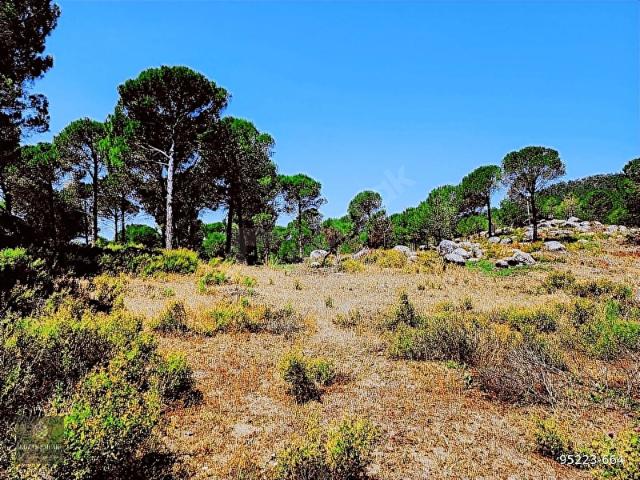 Kozak Emlak Bergama Okçular Fıstık Çamlığı Tarım İmarlı Satılık