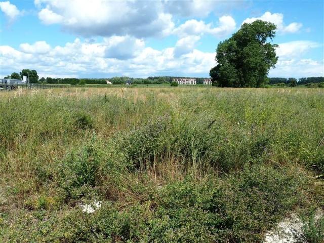 Klonowa 10 000 m², Cieplewo