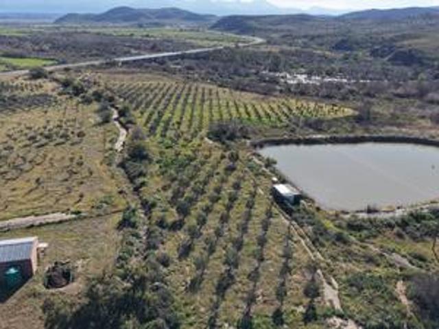 klein karoo olive farm with irrigati.