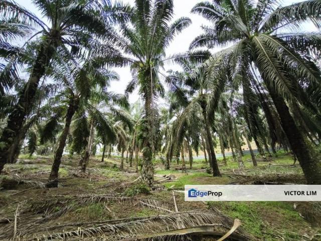 Kluang 6.2 Acres Land
