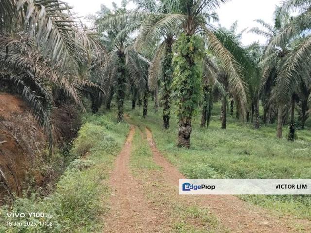 Kluang 70 Acres Land