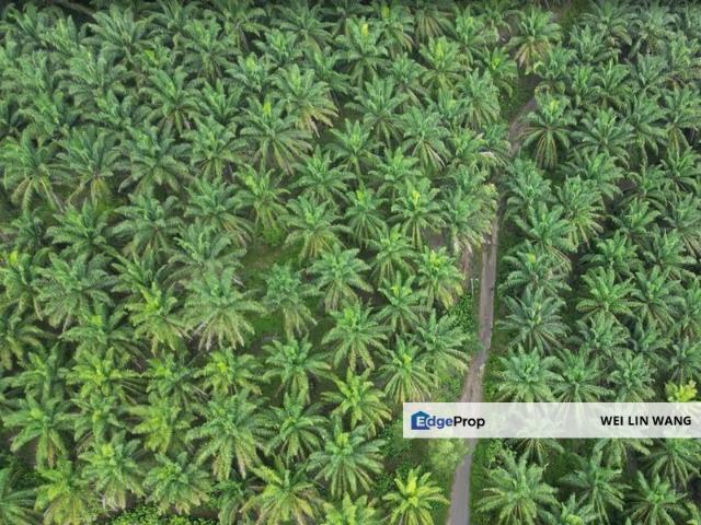 Kluang Oil Palm Agricultural Land For Sale