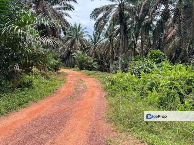 Kluang Layang Layang Land