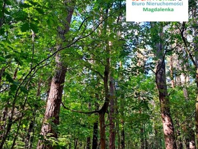 Księżnej Zofii Czetwertyńskiej 2 146 m², Sękocin Las