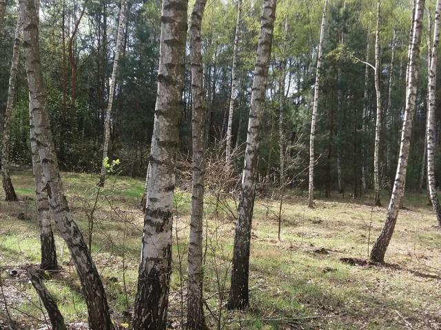 Działka 7400 m² z dostępem do drogi, możliwość budowy domu