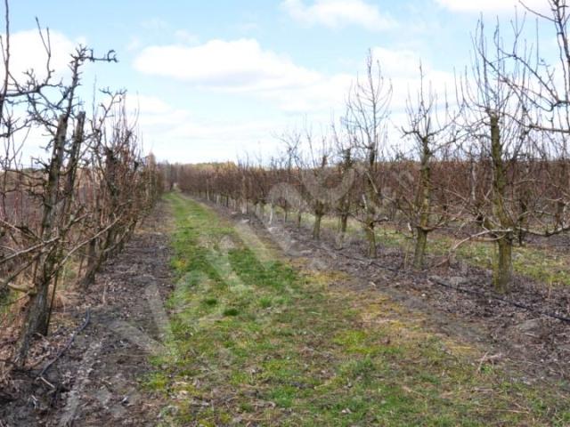 Działka 1 183 m², Sierosław