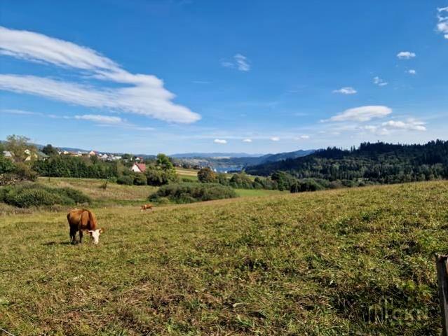 Królowej Polski 6 000 m², Falsztyn