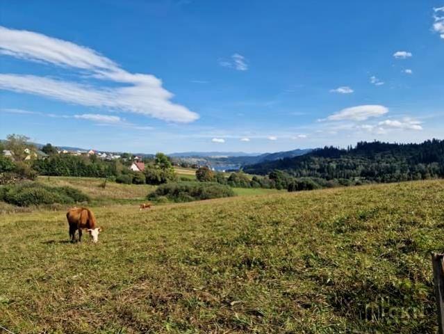 Królowej Polski 6 000 m², Falsztyn
