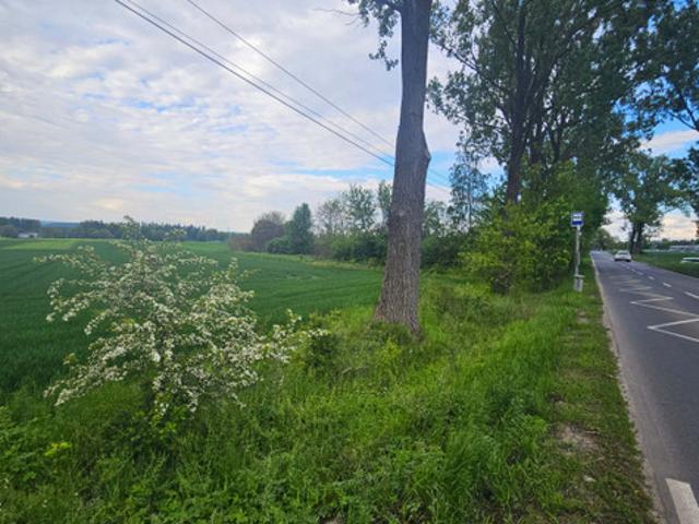 Kraków, Zwierzyniec, Olszanica, Olszanicka
