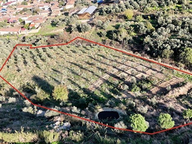 Küçük Menderes'ten Ödemiş Balabanlı Mh Satılık Zeytinlik