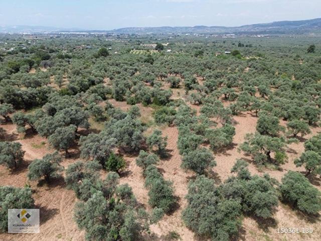 Künarlıoğlu Gruptan Dirmil Köyü Ambardamı 'nda 5.429 m2zeytinlik