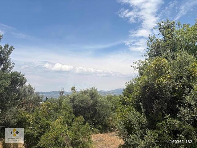 künarlıoğlu gruptan dirmil köy içeri satılık 3.530 m2 zeytinlik