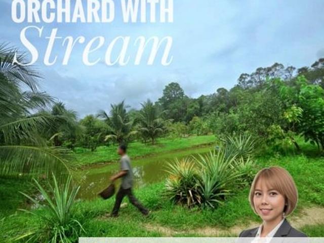 Kuala Kangsar Padang Rengas Premium Durian Orchard With Stream Well maintained