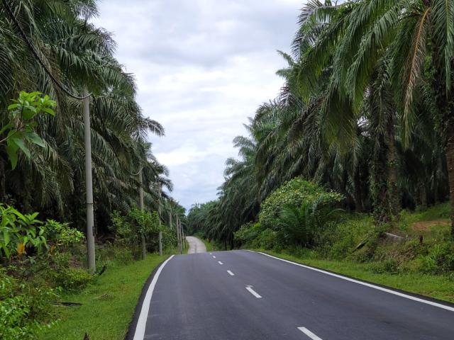 Kuala Muda Kedah Oil Palm Plantation Land for Sale