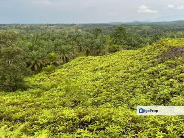 Kulai, Kulai, 1230 acres Mix Deverlopment Palm Oil Land for