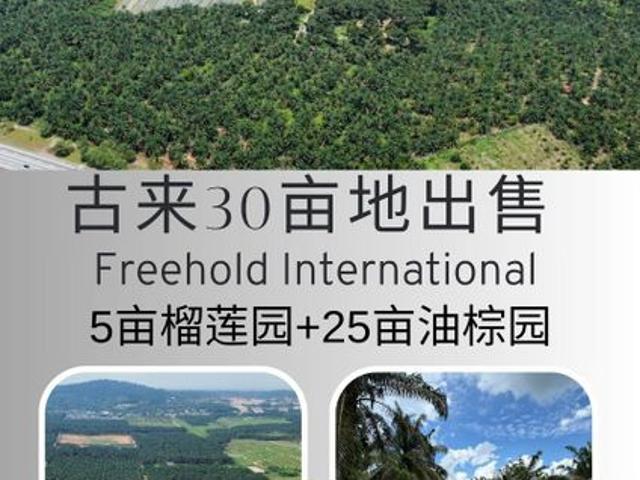 Kulai 30 Acres Durian & Palm Oil Land For
